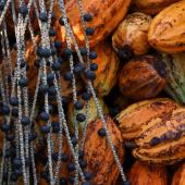 Foto: Pedro Guerreiro/Ag Pará