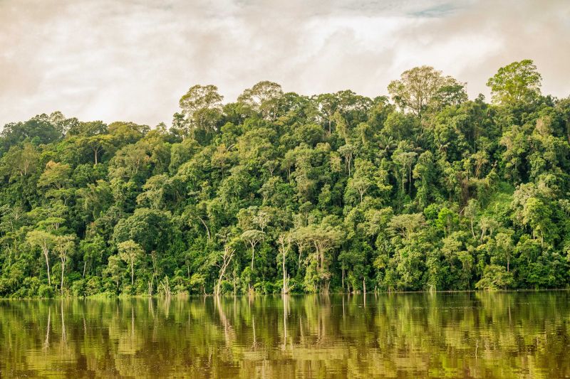 Imagem da margem de um rio junto a floresta na Amazônia