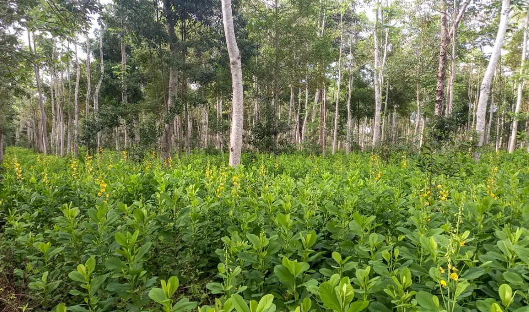 Foto: Symbiosis/Divulgação