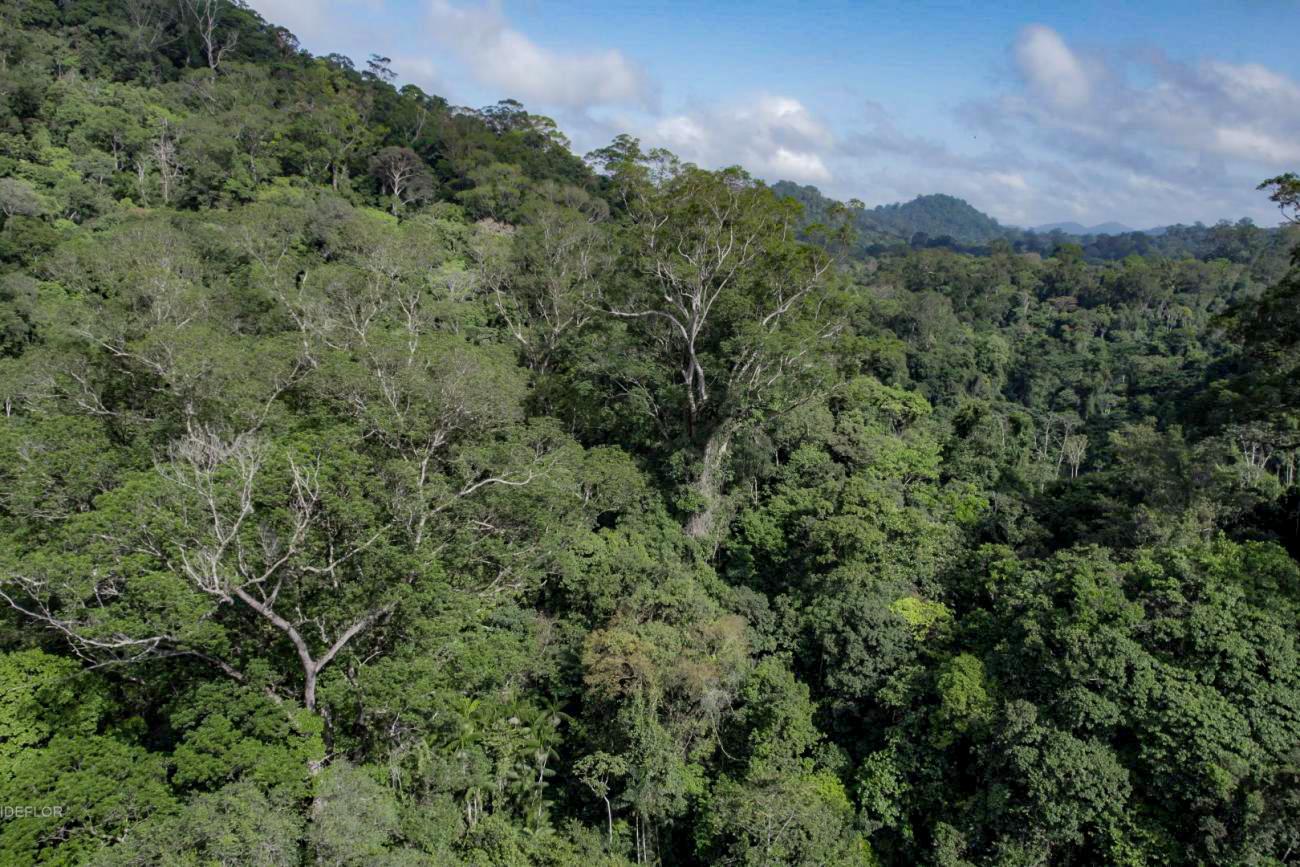 O angelim-vermelho do Parque Estadual das Árvores Gigantes tem idade estimada entre 400 e 600 anos. Foto: Havita Rigamonti / Divulgação