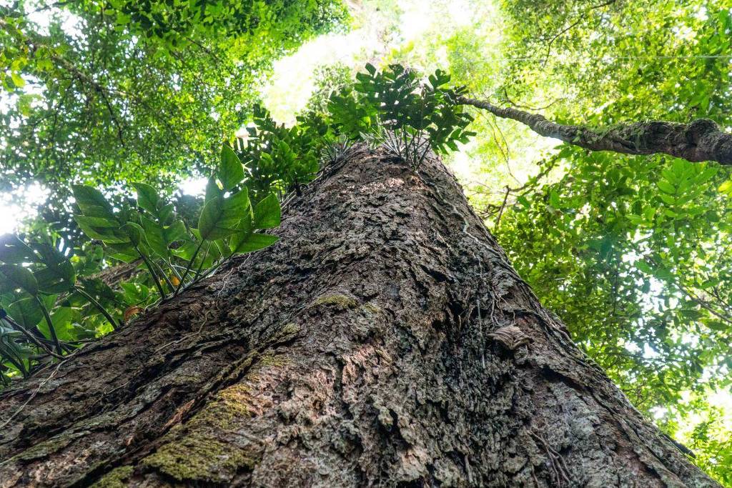 O Parque Estadual das Árvores Gigantes, no Pará, guarda espécies centenárias com a altura de arranha-céus