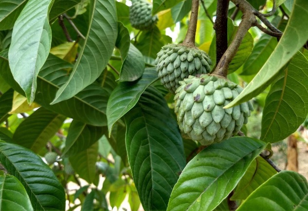 folhas da árvore da fruta-do-conde (Annona squamosa)