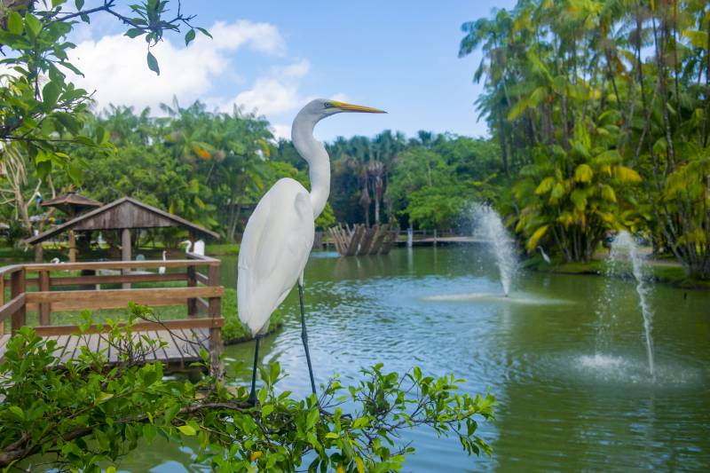 uma graça em um parque ambiental 