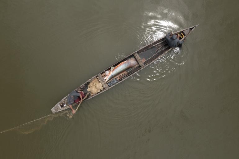 Foto: Cena do filme “Pirarucu – o respiro da Amazônia”, Marcos Amend / Pulsar Imagens