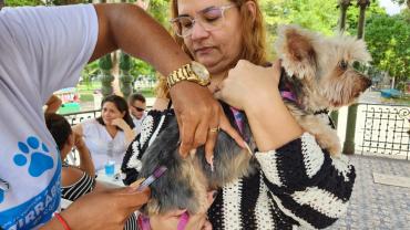 mulher segurando cachorro enquanto ele é vacinado  