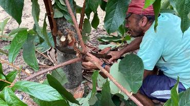 Homem colhendo cacau