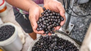 Açaí é reconhecido como fruto nacional (Foto: Pedro Guerreiro / Ag. Pará)
