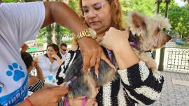 mulher segurando cachorro enquanto ele é vacinado  