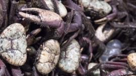 Foto: Pedro Guerreiro / Ag. Pará