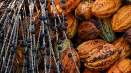 Foto: Pedro Guerreiro/Ag Pará