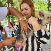 mulher segurando cachorro enquanto ele é vacinado  