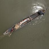 Foto: Cena do filme “Pirarucu – o respiro da Amazônia”, Marcos Amend / Pulsar Imagens