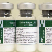 A foto mostra três frascos da vacina contra a dengue produzida pelo Butantan. São frascos de vidro com rótulos nas cores branco e verde, onde estão impressas as informações sobre o imunizante.