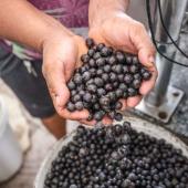 Açaí é reconhecido como fruto nacional (Foto: Pedro Guerreiro / Ag. Pará)