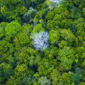 Foto: Pedro Guerreiro / Ag. Pará