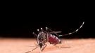 Foto mostra um mosquito Aedes aegypti picando uma pessoa.